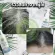 Set, saving, hair nourishing, white hair, hair serum Vitamins, hair, herbal shampoo Angelica Japanese Ginseng, Wish Herb