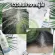 Cheapest hair nourishing hair nourishing white hair serum Vitamins, Hair, Herbal Shampoo, Herbal Hair Cream Angelica Japanese Wish Herb Ginseng