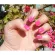 essence the gel nail polish 09 8ml