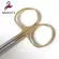 9.5cm Gold Handle Stainless Steel Scissors Strait PNED CUTED CURVED RGIC TURE SCISSSSERS DOUBLE EYELID Scissors