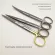 Hi Quity RGIC Stainless Steel Scissors Strait Tip Scissors Curved tip OPHTHMIC TURE SCISSSSSS TISE Scissors