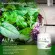 Real Elixir Alfa Chlorophyll 100g. คลอโรฟิลล์ เข้มข้น