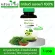 Herbal One Moringa Moringa Capsules Prevents diabetes, reducing the bottom of the beriberi 100 capsule