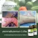 Konkon, vengeful, 1 bottle, 50 capsules Nourishing lymph, pus, free delivery, with destination