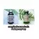 โสมอินเดีย Ashwagandha 1500 mg 120 Capsules PipingRock® Piping Rock