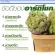 กิฟฟารีน Giffarine อาร์ทิโชก-แดนดี Artichoke-Dande อาร์ทิโชกสกัด ผสมแดนดิไลออนสกัด บำรุงตับ ขับสารพิษ ลดคอเรสเตอรอล  60 แคปซูล Capsule 41023