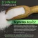 คีโตน้ำตาลอิริทริทอล/Erythitol​ จีน​ GREEN ขนาด​ 1Kg.