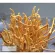Cordyceps-Cordyceps Megara Rental Megara Megaraplus, Ganoderma Lucidum Cords, 100% genuine 60 capsules, 3 bottles
