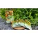 Charnn Plant Based Protein protein protein extracted a meditation of alternative food for health lovers extracted from 100% plants.
