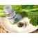 Solaray Celery Seed 505 mg 100 Vegcaps 100 foreigners