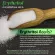 อีริท Keto พิเศษ 1 แถม 1 ุ300กรัมอิริทริทอล100% Erythritol คีโต น้ำตาลคีโตสำหรับคนเป็นเบาหวาน 0แคลอรี่