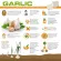 Garlic, odorless, helps to take care of the digestive system. Formula 102 Candida Cleanse & Digestition Veg Tablets Kyolic®