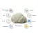 สารสกัดจากเห็ดปุยฝ้าย Lion's Mane Full Spectrum Organic Certified 90 Veggie Capsules California Gold Nutrition®