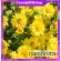 Herbal Giffarine Toothpaste mixed with Chrysanthemum extract, cure hot in the mouth of the mouth, toothpaste, white teeth, reduce bad breath, reduce teeth, reduce tooth decay.