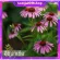 Herbal Giffarine Toothpaste mixed with Chrysanthemum extract, cure hot in the mouth of the mouth, toothpaste, white teeth, reduce bad breath, reduce teeth, reduce tooth decay.