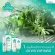 Buy a lot, reduce, add a lot of new 20 ml, 100% natural look, cure flatulence. Don't stain clothes