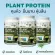 3 กระปุก VERTECH NUTRITION โปรตีนพืช Plant Protein Superfoods & Greens วีแกน ผักผลไม้ ไฟเบอร์  ลดน้ำหนัก