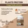 VERTECH NUTRITION โปรตีนพืช Plant Protein Superfoods & Greens วีแกน ผักผลไม้ ไฟเบอร์  ลดน้ำหนัก ขนาด 600 กรัม