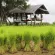 Organic brown rice, red jasmine, 5 packs, 5 kg, organic brown rice, planting rice, pack without chemicals entered completely.