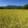 ข้าวหอมมะลิ105 อินทรีย์ ออแกนิค มาตรฐาน USDA ขนาด 1,000กรัม