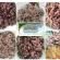 Projector rice, Rice Berry Rice 4 kilograms per 185 baht. Pro Brown Rice Berry Germ 4KG