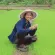 5 organic brown rice, 5 pack of organic germinated brown rice from farmers Do not use chemicals completely in every production process.
