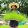 5 organic brown rice, 5 packs in 1 set of organic brown rice from farmers directly Do not use chemicals completely in every production process.