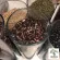 Free delivery ... black sticky rice Black sticky rice, new rice, newly harvested rice, fragrant, soft, 2 types to choose from 500 grams/ 1 kg.