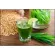 The wheat for planting 500 grams. Wheatgrass with how to grow and how to make water from wheat seedlings.