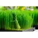 The wheat for planting 500 grams. Wheatgrass with how to grow and how to make water from wheat seedlings.