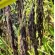 Rice forgot the husband, black rice, organic, size 1kg, price 135 Baht is rich in antioxidants, organic planting, non -toxic, Siamea brand.