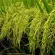 Sangyod rice, Sangyod brown rice, size 1kg Price 135 baht, organic planting, not using chemicals Soft and delicious tower