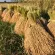 Sangyod rice, Sangyod brown rice, size 1kg Price 135 baht, organic planting, not using chemicals Soft and delicious tower