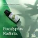 Now Foods Essential EUCALYPTUS RADIATA OIL 30 ml 100% Pure Pure eucalyptus essential oil