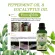 Plearn Pepperminton Oil mixed with 100% authentic eucalyptus size 100 ml.