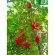 Five -dimensional three -dimensional plastic setting set for Christmas decorations, Christmas, Hanging accessories