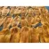 Wanalee - 200g dried mango, no sugar and color