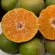 Freshline ส้มโชกุน 120฿/1kg พันธุ์หวานอร่อย ลูกโต วิตามินซีสูง