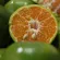 Freshline Orange Shogun 120 ฿/1kg Sweet Sweet Breed
