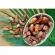 เดกเลทนัวร์ไร้ก้าน กล่อง 500g.Date palm Dekletau no-breed species สั่งซื้อ 20 ขึ้นไปราคากล่องละ 80 บาท