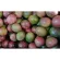 เสาวรส พันธุ์ไทนุง เบอร์ 2 ผลมีสีม่วงเข้มเป็นรูปไข่ มีกลิ่นหอม รสชาติหวาน สินค้าจากเชียงใหม่