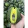 Avocado imported in kilograms