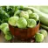 1KG/PACK กระหล่ำดาวแช่แข็ง FROZEN BRUSSELS SPROUT BELGIUM