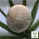 2 types of young coconuts, choose fresh coconut/young coconut, burn, juicy juice, new coconut, sell well, not outstanding.