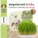 อาหารแมว หญ้าแมว ขนมแมว ชุดปลุกข้าวสาลี ออแกนิค เกรดพรีเมี่ยม สำหรับแมว Pet Grass