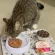 Wellness Core Divine Duo Wet Cat Food 78g สูตรไก่และเป็ด อาหารเปียกแมวเกรดพรีเมี่ยม x Petsister