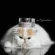BREEDER-CARE Parrine Pillion Parmel Stains for Special 2 OZ Graph