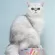 Pets, miles, shampoo, dry skin, rough hair in 500 ml x 1 bottle of Petsmile Anti-Aitch Shampoo and Conditioner for Cat 500 ml x 1 Bottle.