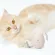 KAFBO EGG Shell -Pink Egg Bum Egg toys for cats, cats, cats