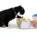 KAFBO WHACK THE MOLE -Mole Hit Games Cat toys